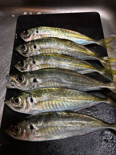 アジの釣果