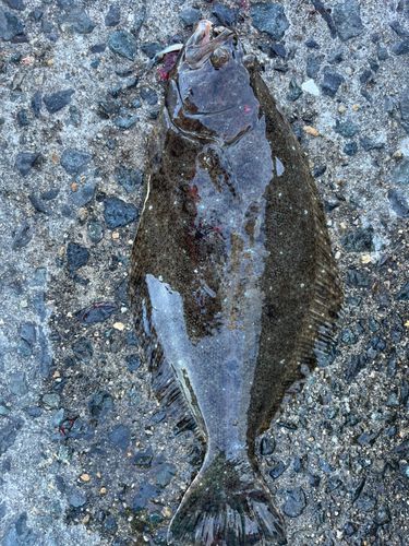ヒラメの釣果