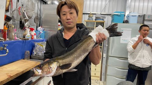 スズキの釣果