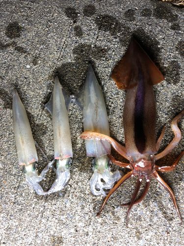 ヤリイカの釣果