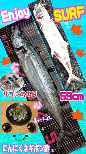 サゴシの釣果