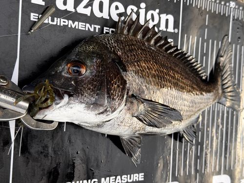 チヌの釣果