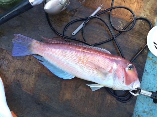 アカアマダイの釣果