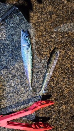 サバの釣果