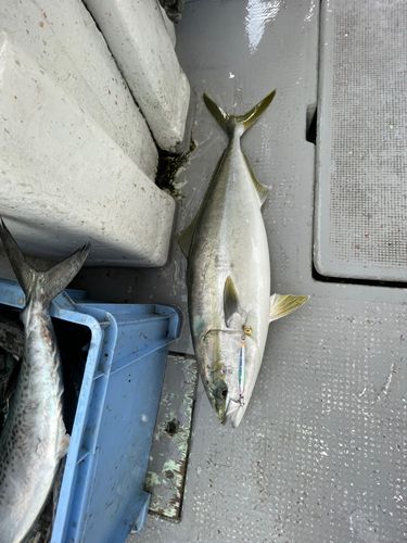 メジロの釣果