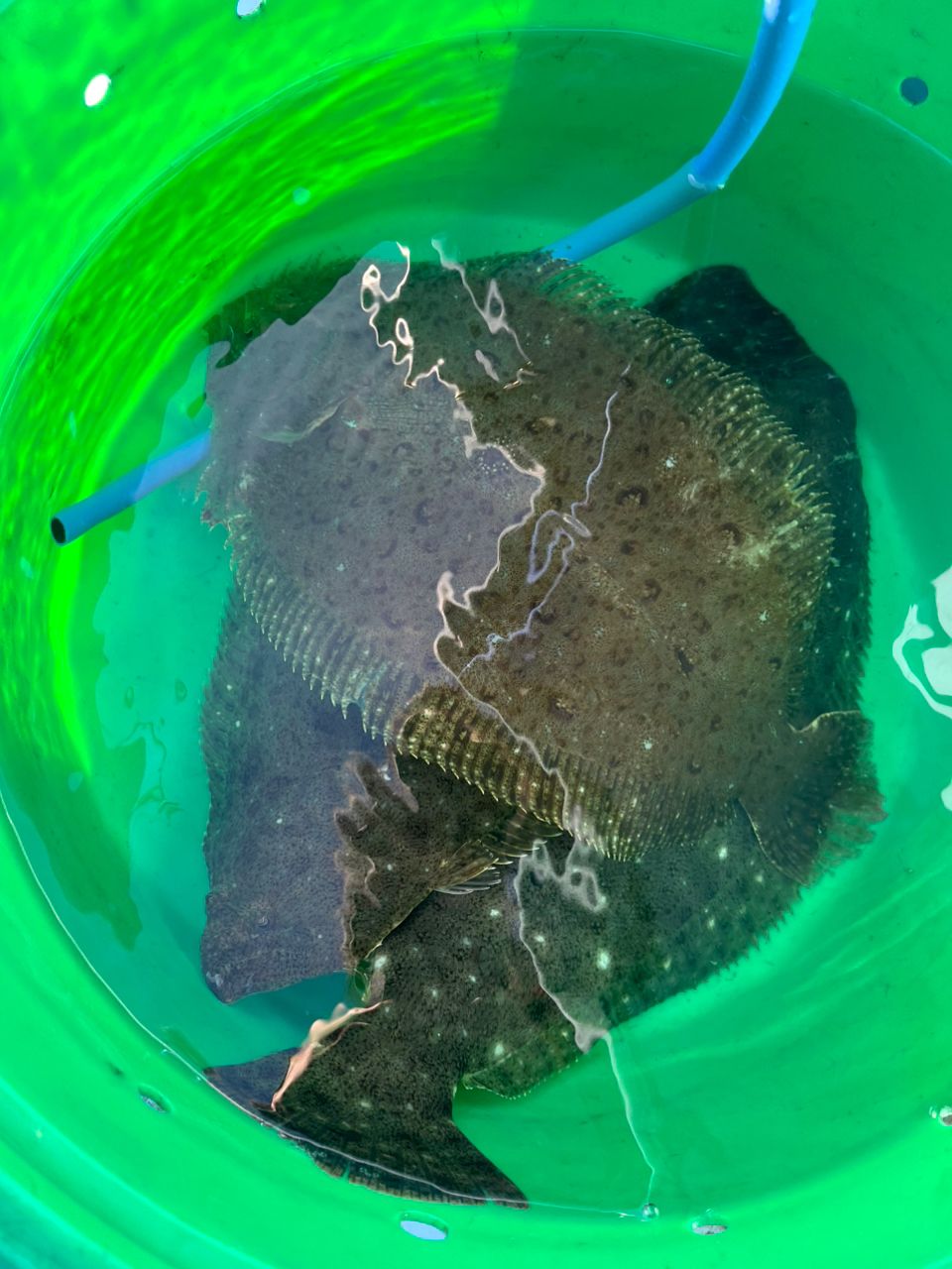 まっちゃん　アングラー4565085さんの釣果 3枚目の画像