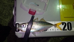 マアジの釣果