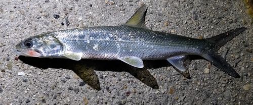 カライワシの釣果