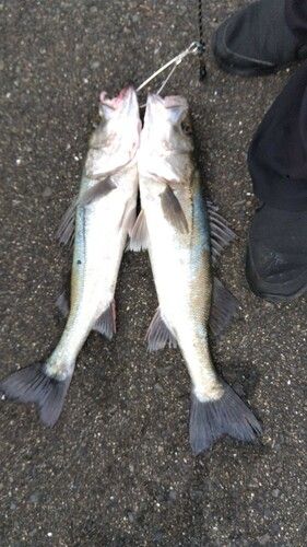 シーバスの釣果