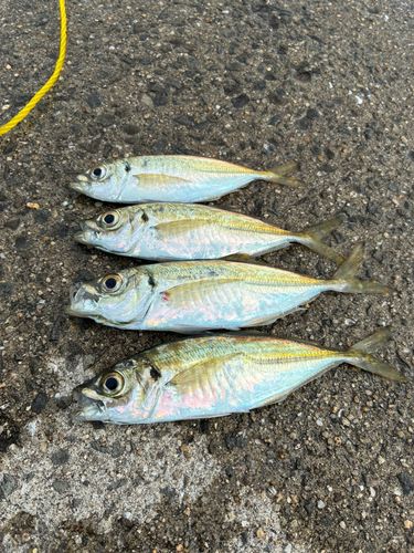 アジの釣果