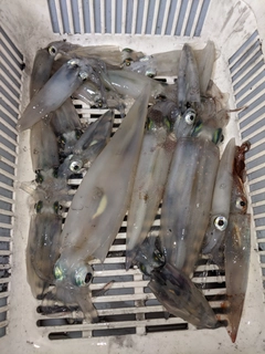 イカの釣果