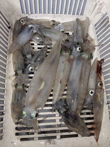 イカの釣果
