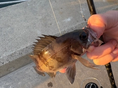 メバルの釣果
