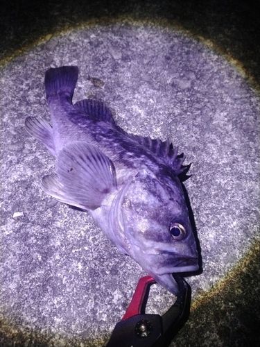 クロソイの釣果