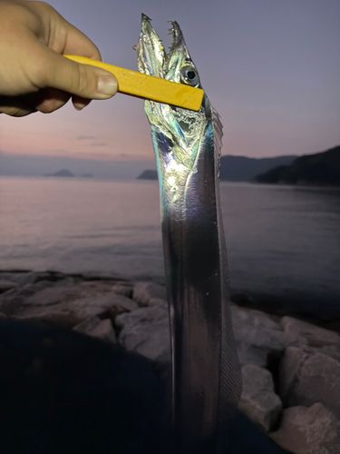 タチウオの釣果