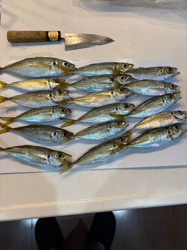 サゴシの釣果