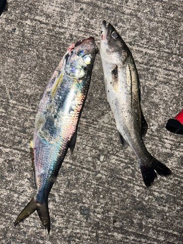 阿賀マリノポリス