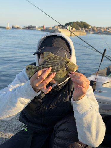カワハギの釣果