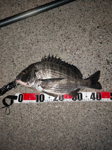 碧南海釣り公園