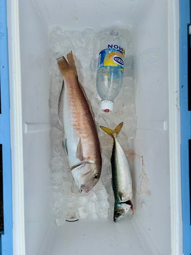 シロアマダイの釣果