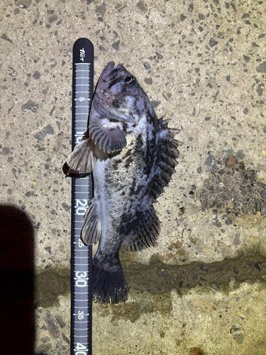 クロソイの釣果