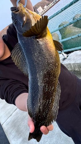 アブラコの釣果