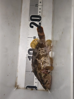 タケノコメバルの釣果