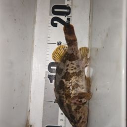 タケノコメバル