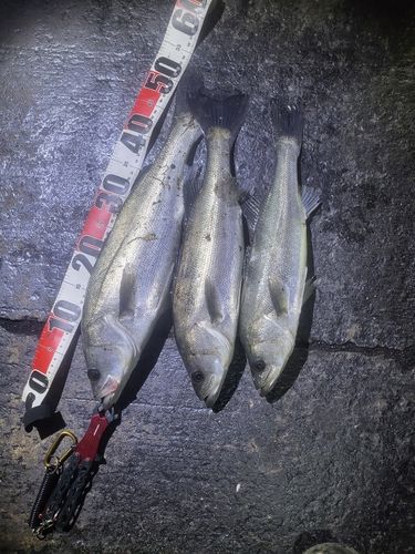 シーバスの釣果