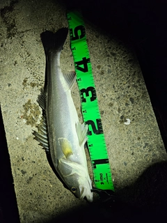 フッコ（マルスズキ）の釣果