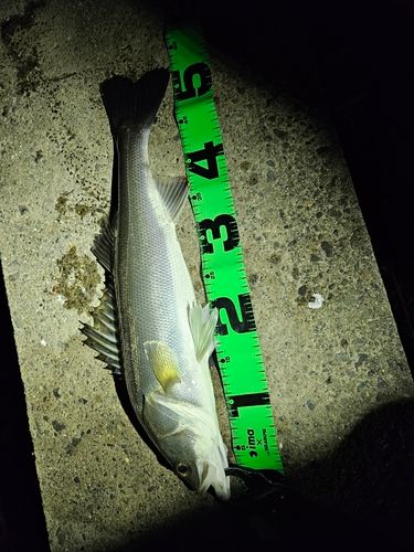 フッコ（マルスズキ）の釣果