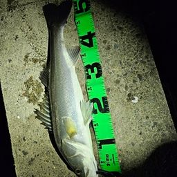 フッコ（マルスズキ）