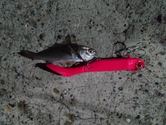 ニベの釣果