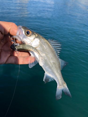 セイゴ（ヒラスズキ）の釣果