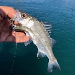 セイゴ（ヒラスズキ）