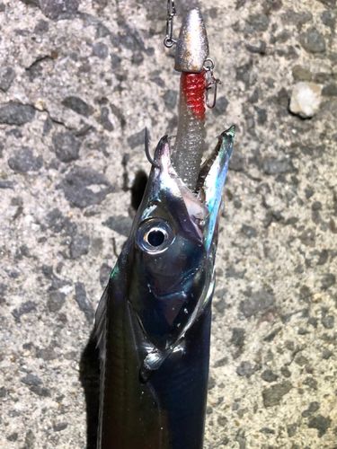 タチウオの釣果