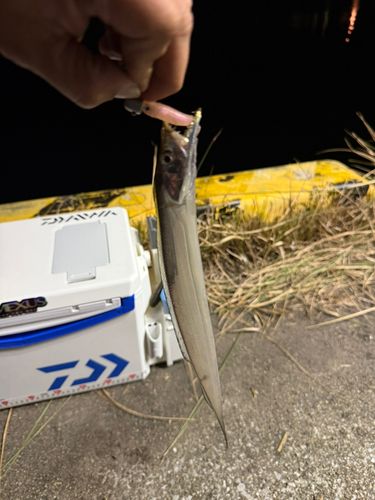 タチウオの釣果