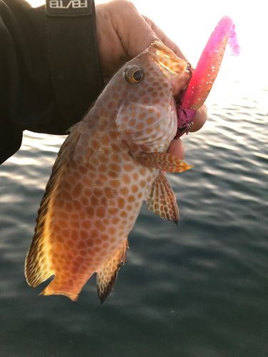 オオモンハタの釣果