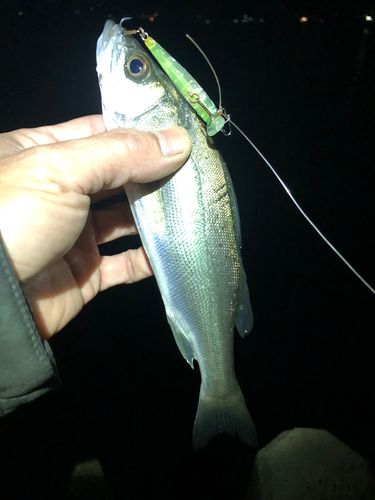 セイゴ（マルスズキ）の釣果