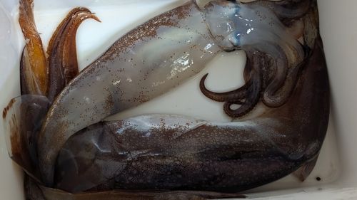 三陸海岸（宮城）