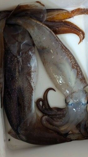 スルメイカの釣果