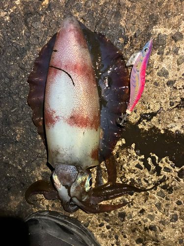 アオリイカの釣果