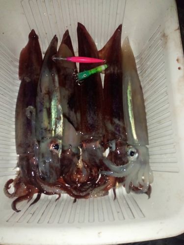 三陸海岸（岩手）