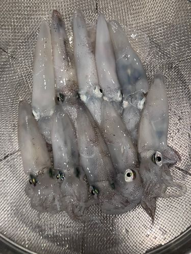 ヒイカの釣果