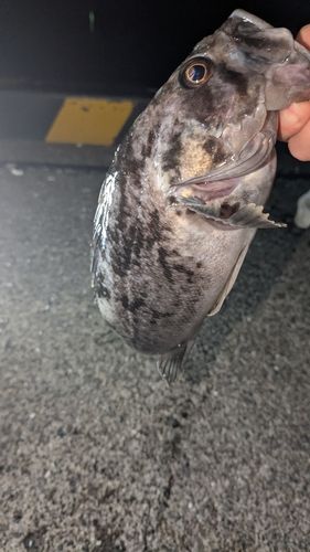 クロソイの釣果