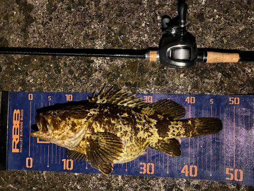 ベッコウゾイの釣果