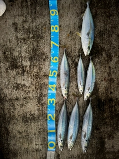 クサヤモロの釣果