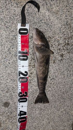 アイナメの釣果