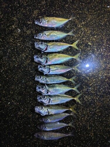 神戸空港親水護岸