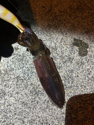 イカの釣果
